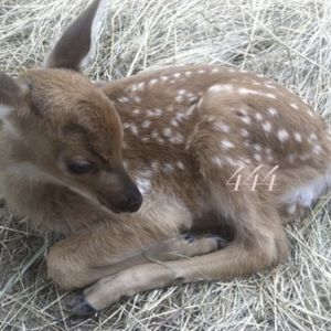 Meet your Posher, Jae